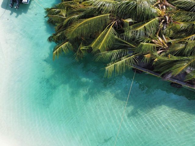 Aerial view of mature coconut palms loaded on a boat in clear turquoise water