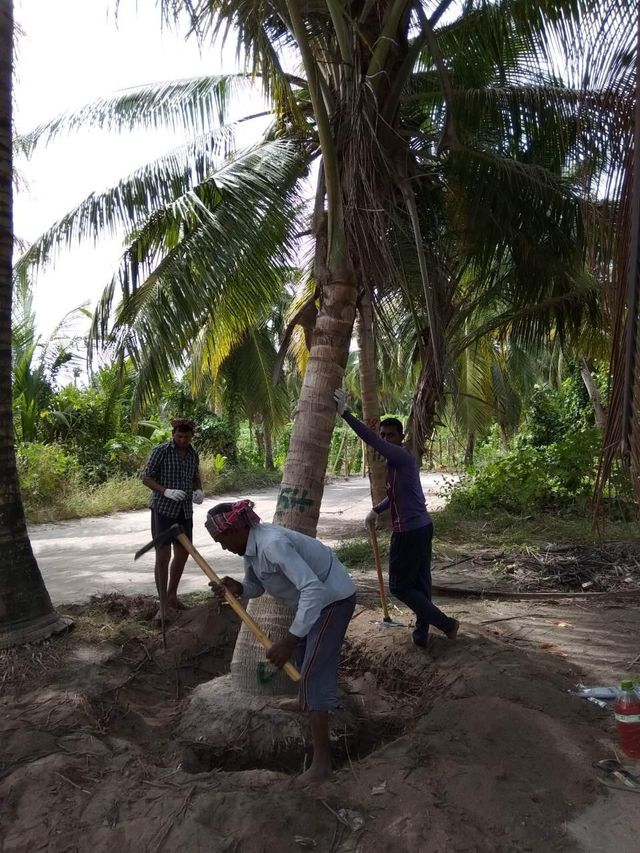 A team carefully digging around a coconut palm to prepare its root ball for transplanting